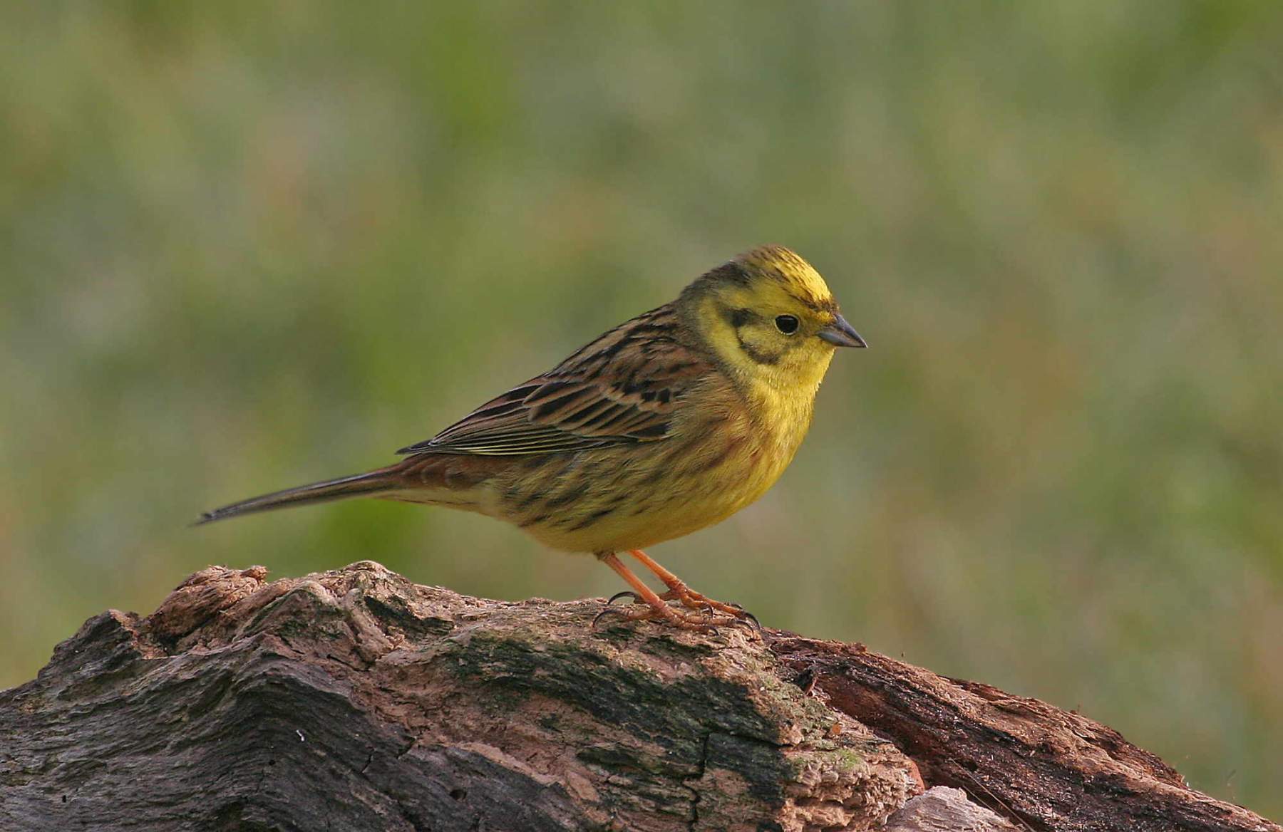 Yellowhammer by Jill Pakenham. Yellowhammer by Jill Pakenham.